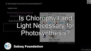 Is Chlorophyll and Light Necessary for Photosynthesis?