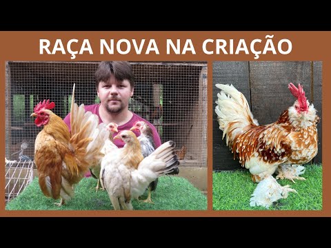 Nossa criação de SERAMAS e BELGIANS | Coração Campeiro