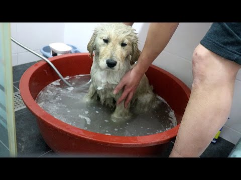 산에서 놀다온 아기 골든리트리버 첫 목욕