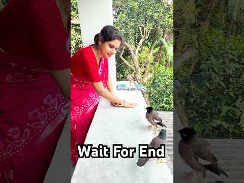 আমি মিঠুকে সরিয়ে দিলাম কেন 🤔 #lovebirds #viralvideo #shortsviral #shorts #shortsviral #shortsfeed