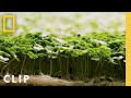 Community Farming and Microgreens Initiative