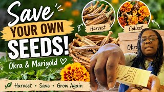 How to Save Okra & Marigold Seeds | Easy Seed Saving for Beginners