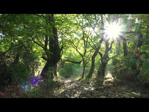 Zen Forest | Meditation Music