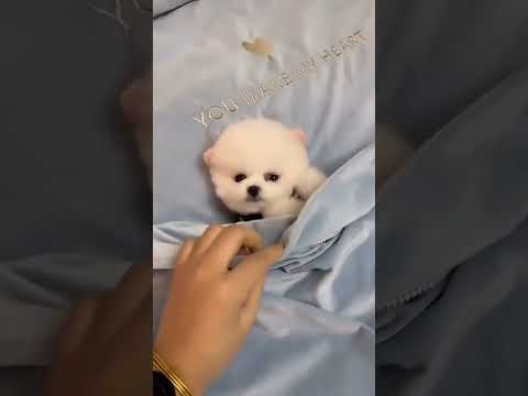 overload cuteness 😍💕#baby #cute #love #lovestatus #viral #video #viralshorts