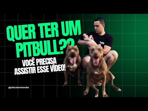 QUER TER OU TEM UM PITBULL ? ASSISTA ESSE VIDEO !!! #video #youtube