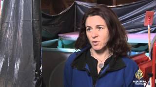 Doctors try to help turtle who can't swim