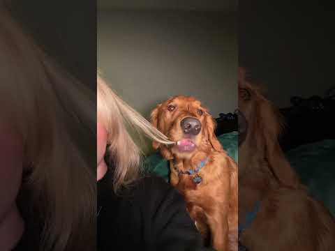 Not dumb, just… uniquely gifted.🧠🤣#dog #goldenretriever #dogbehavior #funnydogs #foryou #fyp