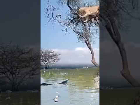 Situasi yang sulit bagi monyet #singa #monyet #buaya #animals #wildlife