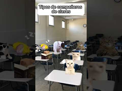 Tipos de compañeros de clases 🤭  #cat #gatos #gato