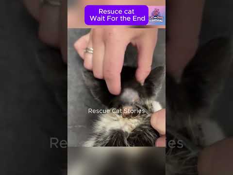 Rescue Cat - What looked like a small bump… was alive #CatRescue #RescueCat #kittenrescue
