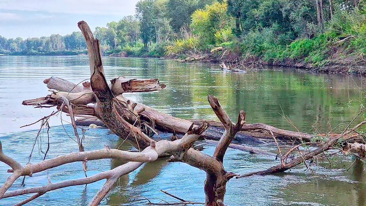 Под этой корягой нарвались на крупняк! Кто там таймень, десятка, сазан или судак рыбалка удалась