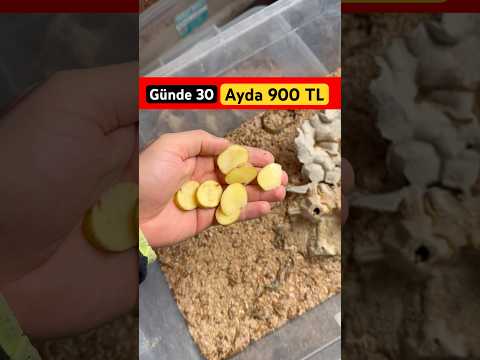 👉 Kolay PARA …✅ 😳