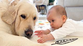 Baby Touches the Golden Retriever — Adorable Reaction