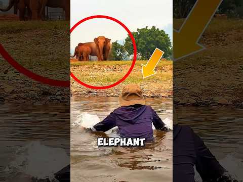 This Elephant Rushed To Save The Girl… #animals #elephant #shorts