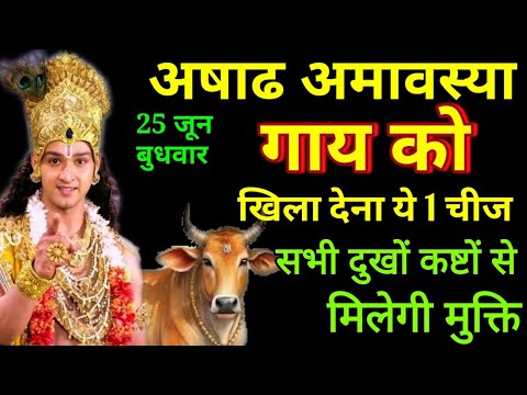 25 जून अषाढ अमावस्या गाय को खिला दें ये 1 चीज पूरी साल पैसा खींचा चला आएगा Ashadha Amavasya 2025