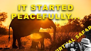 Sunrise with Elephants and Leopard Acrobatics | Virtual Safari #281