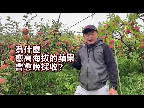 【來去產地】 台灣蘋果產區之巔！大禹嶺蜜蘋果--高山極限定的脆甜滋味 - YouTube