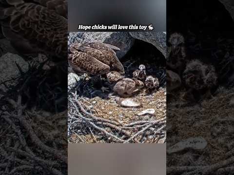 Eagle cam #growyoutube #viralshorts #boostshorts #ytviralshorts #makeshortsviral #freefire