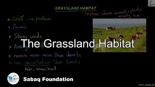 The Grassland Habitat