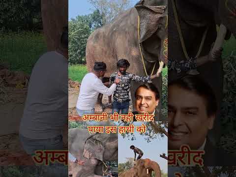 अंबानी अपना आदमी भेजा था इस हाथी को खरीदने के लिए।। #reels #trendingshorts #viralreels