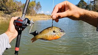 Watch What Happens When You Drop Bluegill to the Bottom of River