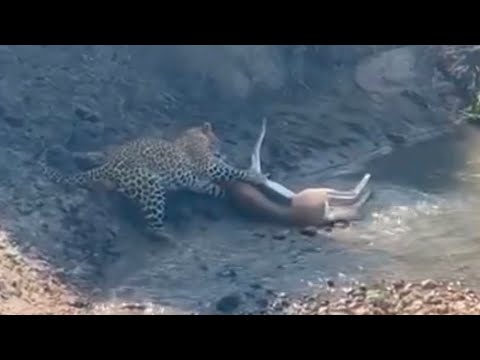 leopard surprise attacking the gazelle jump down video