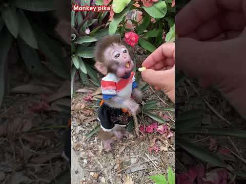 #monkey #animals #monkeypika #monkeybaby #babycute #baby #cutebaby #monkeys #animal #asmr