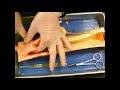 Bone Structure and Function Concepts