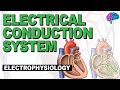 Understanding the Heart's Electrical Conduction System