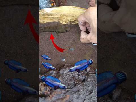 Catching snakehead fish on live bait, black snakehead - IKAN CHANNA #shorts #channa #limbata #viral