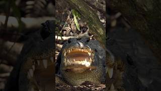Alligatoren: Beschützerinstinkt on fire! #wildlife #alligator