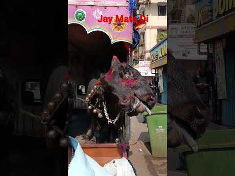 जय माता दी (Jai Mata Di ) #shorts #shortvideo #subscribe #youtubeshorts
