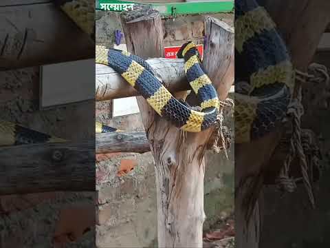 শঙ্খিনী সাপ - বিষধর কিন্তু মানুষের জন্য উপকারী সাপ | Banded Krait Snake #shorts l sommohon l সম্মোহন