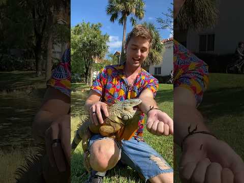 i got CHOMPED by an Iguana