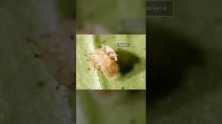 Watch Out For These Wasps | #DeepLook #Shorts #wasp
