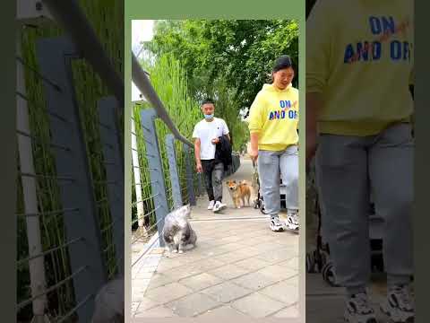 MELHOR VOLTAR #curtos #comedia #humor #memes #engraçado #funny #animais