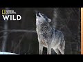 Wolves: Species, Behavior, and Conservation