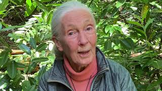 Message from Jane Goodall #TreesForJane