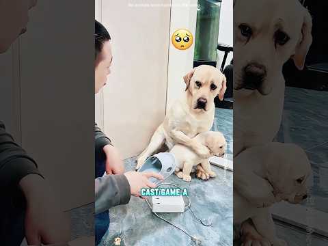 ¿Por qué el perro blanco protege a un niño que no es t suyo?#funnyshorts #pets #cute #love