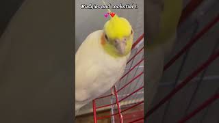 Budgies and cockatiels. Parrot family .
