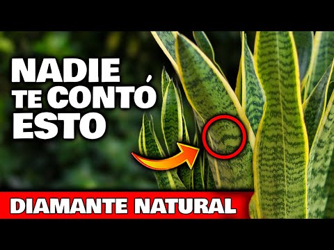 NADIE te CONTÓ ESTO de la LENGUA DE SUEGRA o SANSEVIERIA | SECRETOS, Usos Curativos y Cuidados