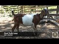 Goat Trails Lassy