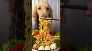 Our Golden Retriever Puppies is Happy Enjoying Some Amazing Crunchy Food 🐶