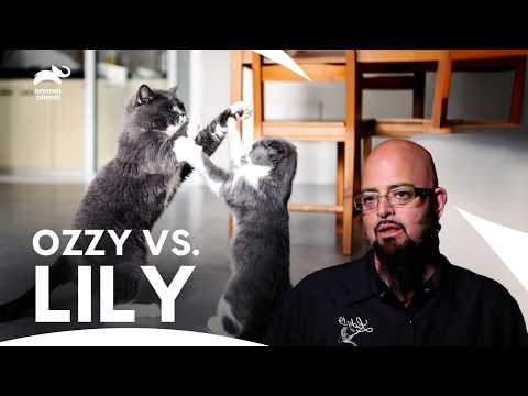 Two Cats, Big Fights! Owner Sleep in Bathtub to Keep Cat Calm | My Cat From Hell | Animal planet