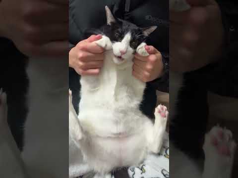 귀여운 무빙...오늘의 고양이는 누구냐옹🐾매일 귀여운 고양이 보러오세요@cute._.dailycat 팔로우 감사합니다❤...Credit : @koshort_lotto