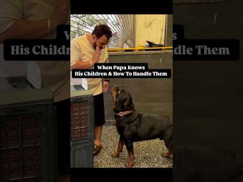 Handle Rottweiler Bubzee Angry Is Only Papa’s Trait . #shorts #tottweiler #bubzee
