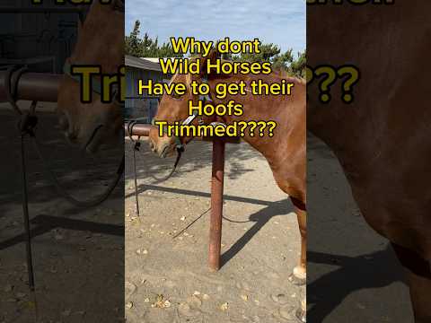 Why  trim Mustangs #farrier #horse #horselover  #mustangs  #hooftrimming  #hoof  #horses