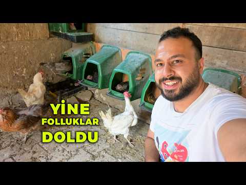 🐐 Cüce Keçim Bana Boynuz Vurdu! 😅 - Yeniden Folluklar Gurk Tavuk Doldu 🐔 - Yumurtaları Topladım