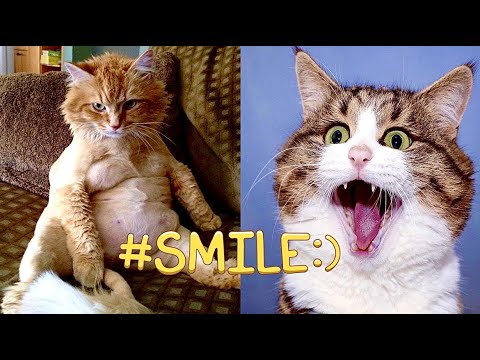 ПРИКОЛЫ С ЖИВОТНЫМИ ( чясть 6 )