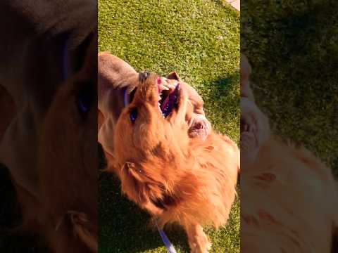 Knock it off. #like #goldenretriever #funnyanimal #puppy #funnydog #fun #funnypet #shorts #pets